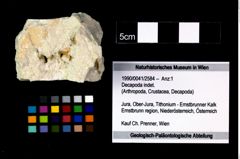 Foto (Objekt + Etikett) von Decapoda indet.  (NHMW-GEO-1990-0041-2584)